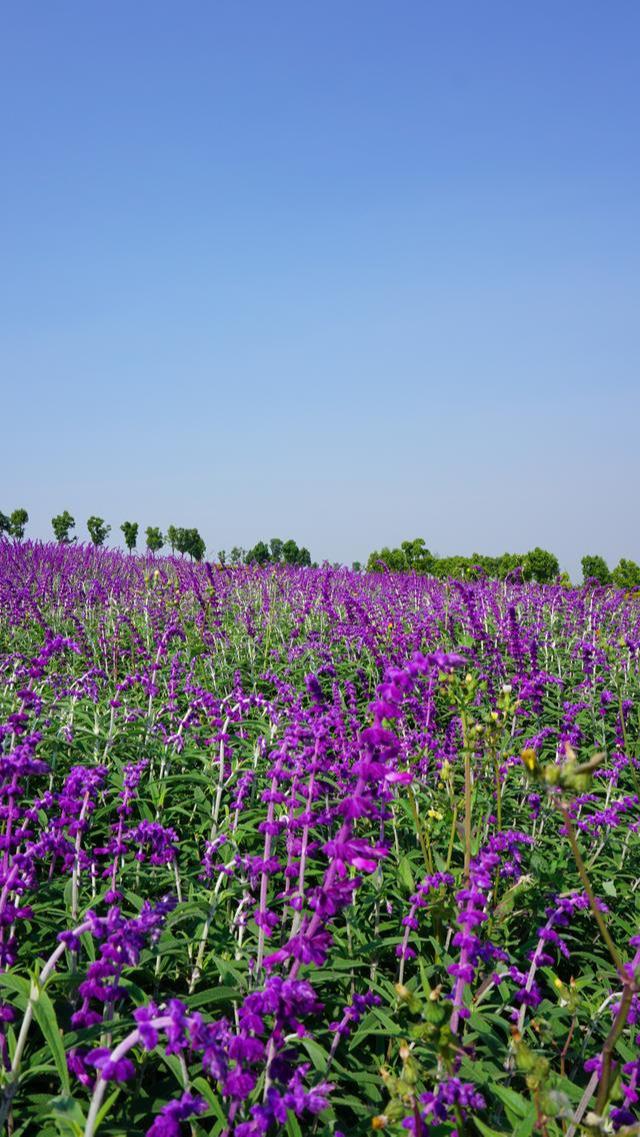 太平湖(hú)薰衣草