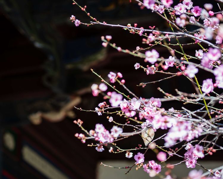 紅河(hé)建水(shuǐ)古城療休養拓展團建