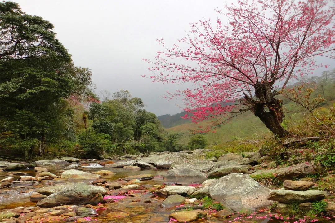 坪河(hé)草地