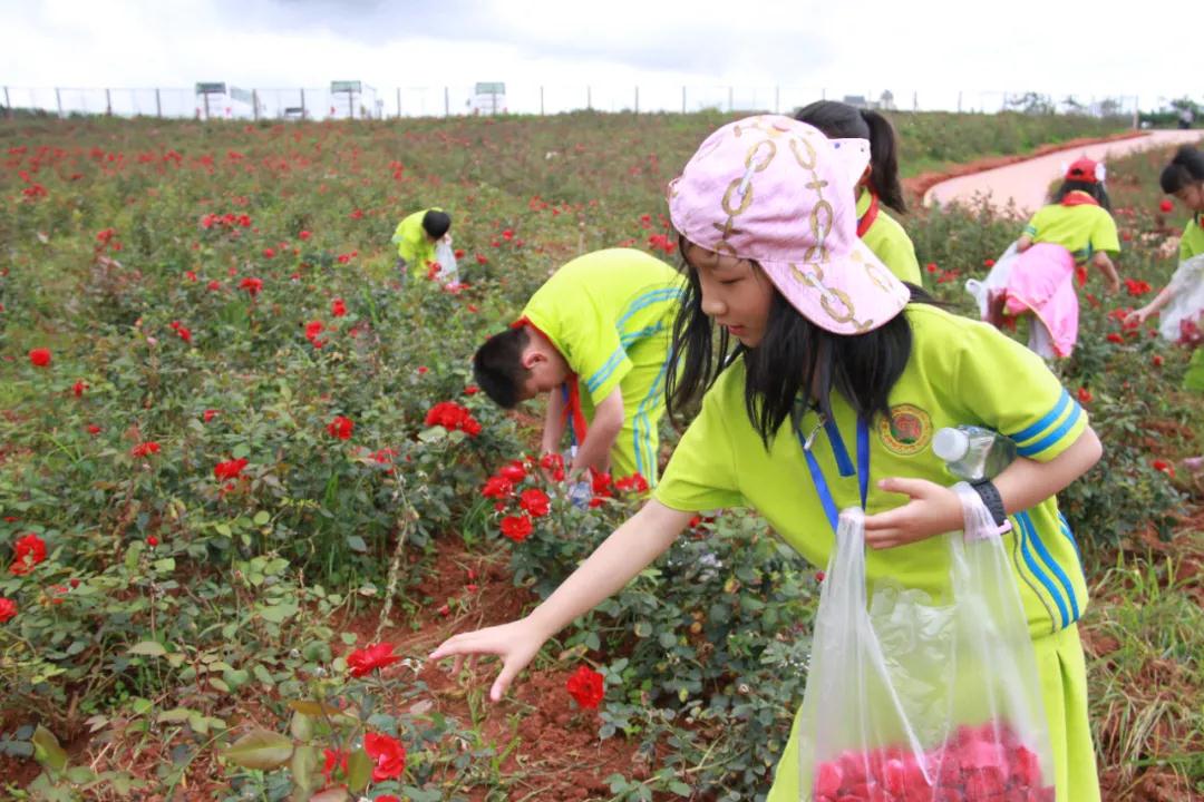 紅河(hé)研學東方玫瑰谷采摘