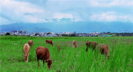 紅河(hé)旅遊 