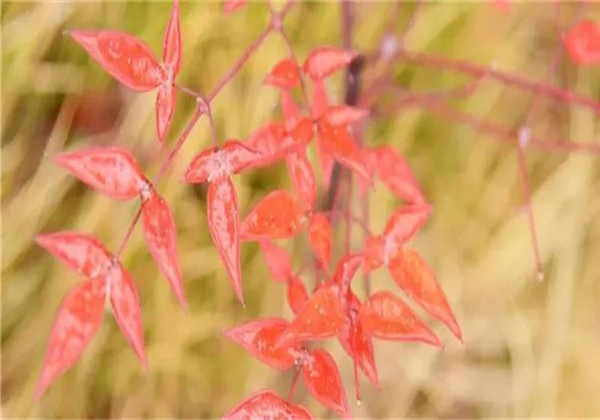  仙境般的彌勒太平湖(hú)森(sēn)林小(xiǎo)鎮 你(nǐ)“凍”心了嗎